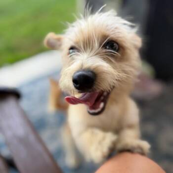 Camilla -  Cairn Terrier Dog for Adoption in Baton Rouge, Louisiana - Camilla | PetCurious