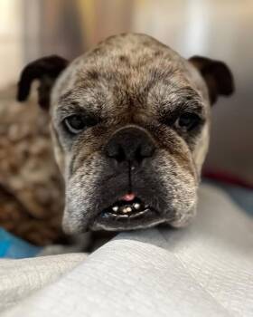 Pit Bull Terrier Dogs Available for Adoption in Grant-Valkaria, Florida - Patty Cake | PetCurious