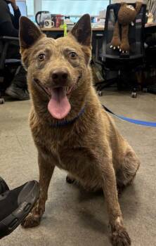 Beetlejuice -  Cattle Dog and Mixed Breed Dog for Adoption in Fresno, California - Beetlejuice | PetCurious