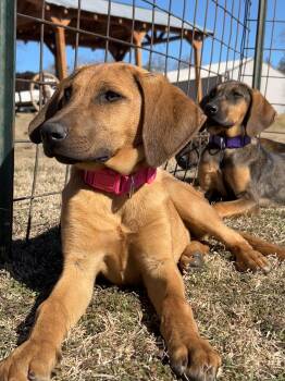 Coonhound Dogs Available for Adoption - Strawberry And Kiwi | PetCurious