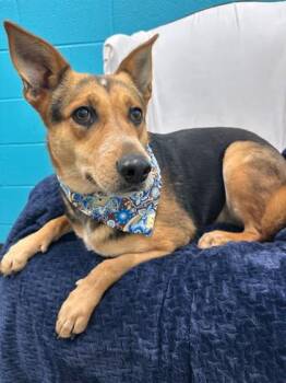 Buttercup -  Shepherd and Mixed Breed Dog for Adoption in Seagoville, Texas - Buttercup | PetCurious