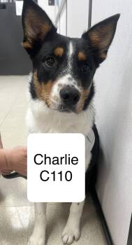Charlie C110 -  Australian Shepherd Dog for Adoption in Morganton, North Carolina - Charlie C110 | PetCurious