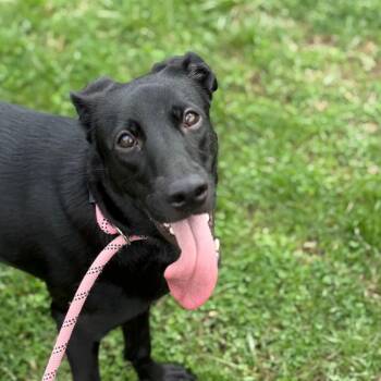 Mixed Breed Dogs Available for Adoption - Ezra | PetCurious