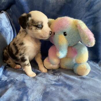 Catahoula Leopard Dog and Mixed Breed Dogs Available for Adoption in Greensboro, Georgia - Burr | PetCurious