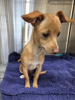 GINGER -  Chihuahua Dog for Adoption in Derwood, Maryland - GINGER | PetCurious