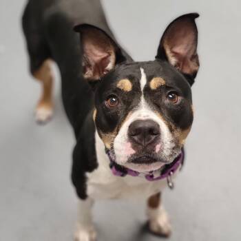 Mixed Breed Dogs Available for Adoption in Sarasota, Florida - Roxi | PetCurious