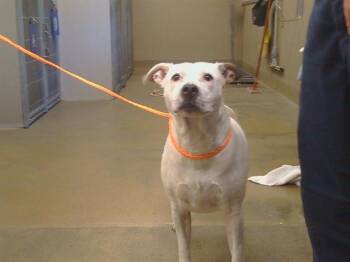 A922432 -  Pit Bull Terrier and Mixed Breed Dog for Adoption in Sacramento, California - A922432 | PetCurious