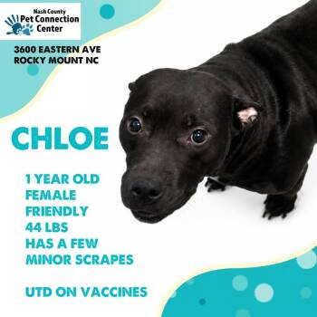 CHLOE  Available NOW - ADOPTION or RESCUE! -  Mixed Breed Dog for Adoption in Nashville, North Carolina - CHLOE  Available NOW - ADOPTION Or RESCUE! | PetCurious