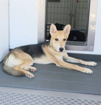 LANGSTON -  German Shepherd Dog and Mixed Breed Dog for Adoption in San Bernardino, California - LANGSTON | PetCurious