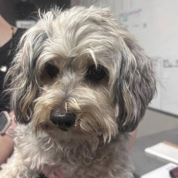 Sandy -  Poodle Dog for Adoption in Yuma, Arizona - Sandy | PetCurious