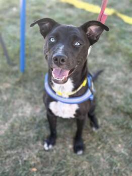 Rescue Catahoula Leopard Dog Dogs for Adoption in Sun Prairie, Wisconsin - Wynter | PetCurious