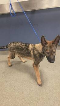 GEORGY -  German Shepherd Dog Dog for Adoption in Doral, Florida - GEORGY | PetCurious
