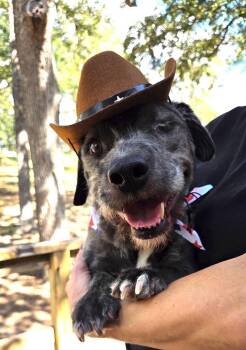 GOOSE -  Glen Of Imaal Terrier and German Wirehaired Pointer Dog for Adoption in Houston, Texas - GOOSE | PetCurious