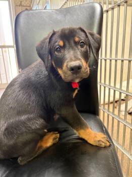 Tusk -  Rottweiler and Pit Bull Terrier Dog for Adoption in Carson City, Nevada - Tusk | PetCurious