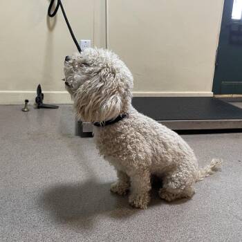 Delores -  Miniature Poodle Dog for Adoption in Pasadena, California - Delores | PetCurious