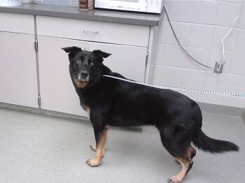 BO -  German Shepherd Dog and Labrador Retriever Dog Available for Adoption in Omaha, Nebraska - BO | PetCurious