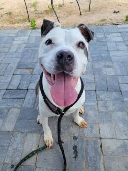 Meatloaf -  Mixed Breed Dog for Adoption in Atlanta, Georgia - Meatloaf | PetCurious