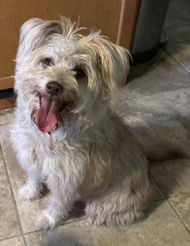 Pippin -  Tibetan Terrier and Mixed Breed Dog for Adoption in Brookshire, Texas - Pippin | PetCurious