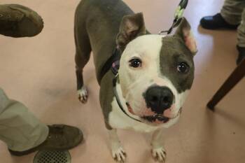 PABLO -  Mixed Breed Dog for Adoption in Columbia, South Carolina - PABLO | PetCurious