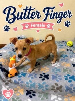 Butterfinger -  Chihuahua Dog for Adoption in Douglas, Massachusetts - Butterfinger | PetCurious