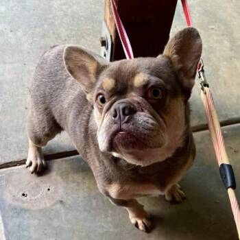 Gorda -  French Bulldog Dog Available for Adoption in San Pablo, California - Gorda | PetCurious