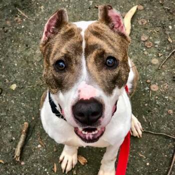 Pit Bull Terrier Dogs Available for Adoption in Baltimore, Maryland - Nala Ray | PetCurious