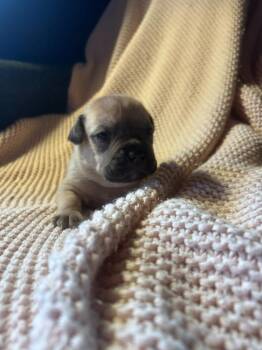 Pit Bull Terrier and Mixed Breed Dogs Available for Adoption - Yeet | PetCurious