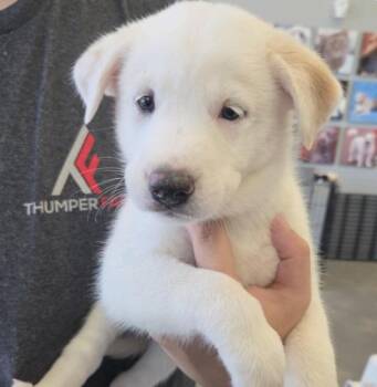 Desimone / Beth -  Labrador Retriever and Mixed Breed Dog for Adoption in Broomfield, Colorado - Desimone / Beth | PetCurious