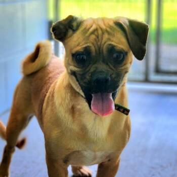 Fusion -  Pug Dog for Adoption in New Philadelphia, Ohio - Fusion | PetCurious