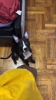Jettie -  Mixed Breed Dog for Adoption in New York, New York - Jettie | PetCurious