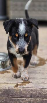 Aniana -  Australian Cattle Dog Blue Heeler Dog for Adoption in Fort Lupton, Colorado - Aniana | PetCurious