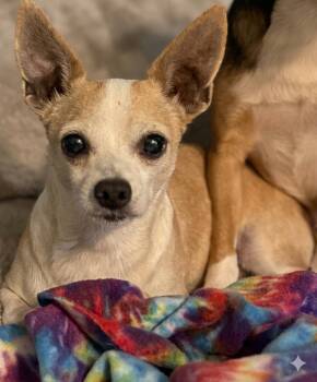 Chandler 0778 -  Chihuahua Dog for Adoption in Boca Raton, Florida - Chandler 0778 | PetCurious