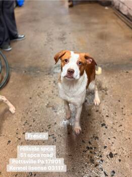 Boxer and Hound Dogs Available for Adoption in Pottsville, Pennsylvania - Fresca | PetCurious