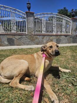 Asia -  Labrador Retriever Dog for Adoption - Asia | PetCurious