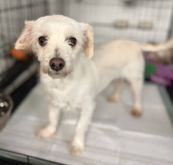 Rescue Maltese Dogs for Adoption in Holly Springs, North Carolina - Bliss | PetCurious