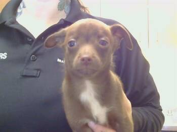 DEXTER -  Chihuahua Dog for Adoption in Sacramento, California - DEXTER | PetCurious