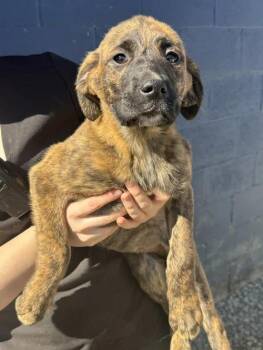 Addie -  Great Pyrenees Dog for Adoption in Chuckey, Tennessee - Addie | PetCurious