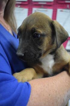 American Bulldog and Mixed Breed Dogs Available for Adoption - Spike (Cina P1) | PetCurious