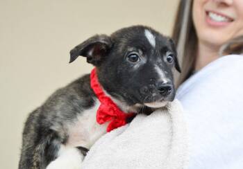 Shepherd Dogs Available for Adoption - Heartthrob | PetCurious