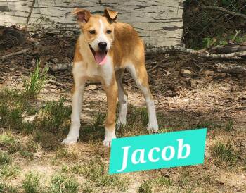 Mixed Breed Dogs Available for Adoption in Rock Hill, New York - Jacob | PetCurious
