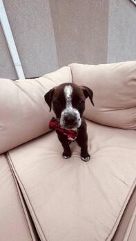 Pit Bull Terrier Dogs Available for Adoption in Salt Lake City, Utah - Beige Winston | PetCurious