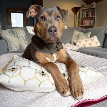 Braxton -  Hound Dog for Adoption in Oregon, Wisconsin - Braxton | PetCurious