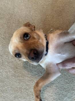 Sandy -  Chihuahua and Dachshund Dog for Adoption in Willingboro, New Jersey - Sandy | PetCurious