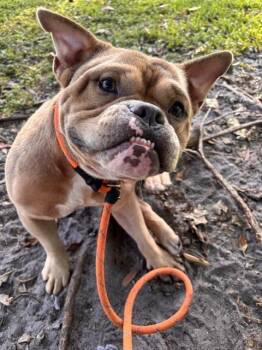 STETSON -  American Bulldog Dog for Adoption in Fort Lauderdale, Florida - STETSON | PetCurious