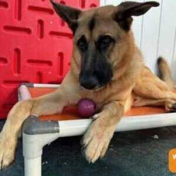 Polo -  German Shepherd Dog Dog for Adoption in Bellingham, Washington - Polo | PetCurious