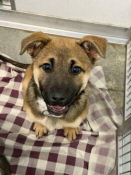 Rescue Shepherd Dogs for Adoption in Yellowknife, Northwest Territories - Lainey | PetCurious