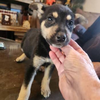 Catahoula Leopard Dog Dogs Available for Adoption - Peppers | PetCurious