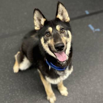 Husky Dogs Available for Adoption - Merlot | PetCurious