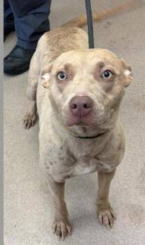 Henna SCAS -  Pit Bull Terrier Dog for Adoption in Rockaway, New Jersey - Henna SCAS | PetCurious
