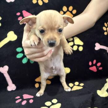 Colby Jack -  Chihuahua Dog Available for Adoption in Liverpool, Texas - Colby Jack | PetCurious